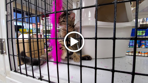 Pet Supply Store «Pet Supermarket», reviews and photos, 11160 Panama City Beach Pkwy #402, Panama City Beach, FL 32407, USA