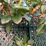 Photo n°1 de l'avis de Grazia.o fait le 16/01/2020 à 21:28 sur le  Cipí Bar à Alassio