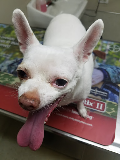 South County Veterinary Hospital image