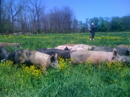 Butcher Shop «The Piggery Butcher Case», reviews and photos, 423 Franklin St, Ithaca, NY 14850, USA