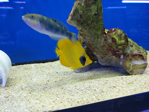 Tropical Fish Store «BluReef Aquarium», reviews and photos, 2198 Flatbush Ave, Brooklyn, NY 11234, USA