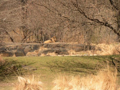 Zoo «Bronx Zoo», reviews and photos, 2300 Southern Blvd, Bronx, NY 10460, USA