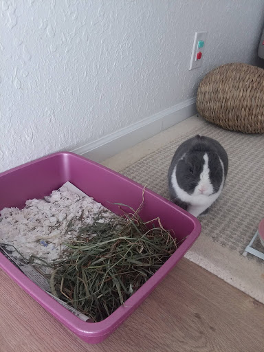 Pet Supply Store «Concord Feed Pet & Livestock Supplies», reviews and photos, 228 Hookston Rd, Pleasant Hill, CA 94523, USA