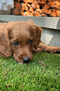 BAXTER & Bella - The Online Puppy School! - Photo 7 - Car repair in , Logan