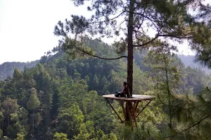 Wisata Pinus Kita Gemaharjo image