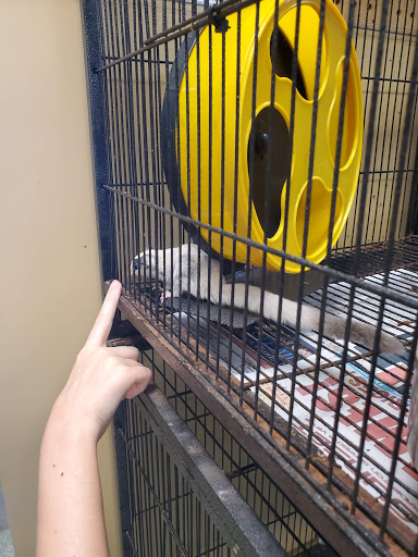 Pet Store «A Family Pet Center», reviews and photos, 6230 N Lockwood Ridge Rd, Sarasota, FL 34243, USA