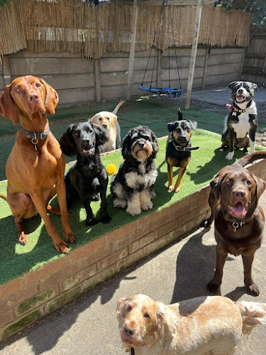 Reviews of Nic's stay and play doggy day care in Newcastle upon Tyne - Dog trainer