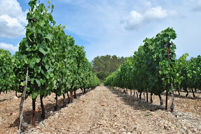 DOMAINE LA COSTESSE à Vacquières