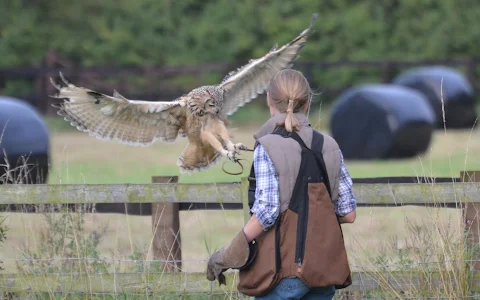 Shropshire Falconry Ltd image