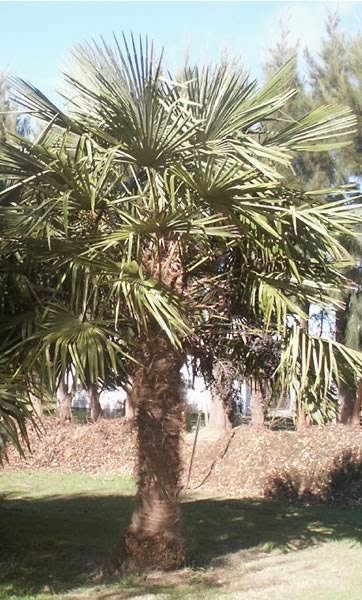 Paradise Palms Nursery