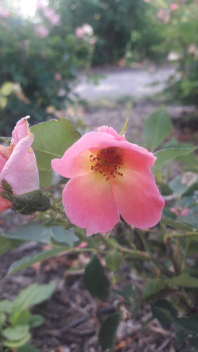 Tourist Attraction «Hoyt Lake», reviews and photos, 199 Lincoln Pkwy, Buffalo, NY 14222, USA