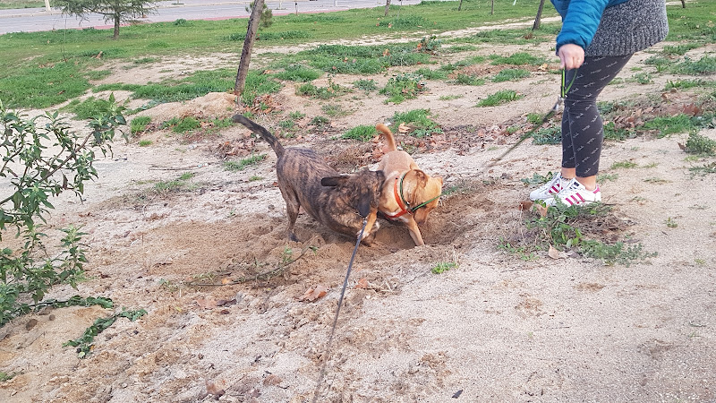 Centro Integral de Acogida de Animales (CIAAM)