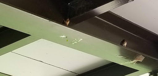 Nature Preserve «Shoe Factory Road Prairie Nature Preserve», reviews and photos, Shoe Factory Rd, Hoffman Estates, IL 60192, USA