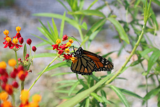 Farm «Idlewild Butterfly Farm», reviews and photos, 1100 Logan St, Louisville, KY 40204, USA