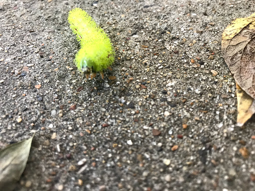 Park «Bob McFarland Park», reviews and photos, 410 E Embercrest Dr, Arlington, TX 76018, USA