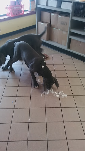 Pet Store «Petland», reviews and photos, 2123 Old Hudson Rd, St Paul, MN 55119, USA