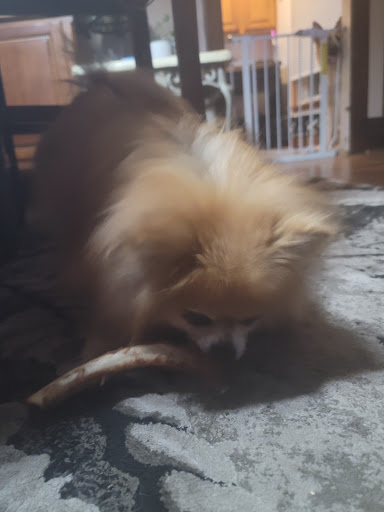 Pet Supply Store «Petco Animal Supplies», reviews and photos, 1660 Orchard Gateway Blvd, North Aurora, IL 60542, USA