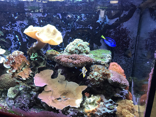 Pet Store «Oceans Of Pets», reviews and photos, 1794 Diamond Hill Road, Woonsocket, RI 02895, USA