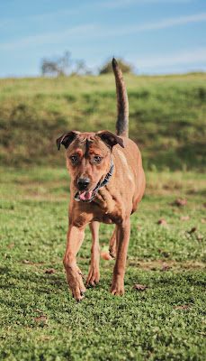 Dog'ynamic - Pension Canine Familiale à Baugy