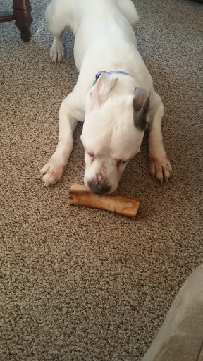 Pet Store «Pet Valu», reviews and photos, 95 Linwood Ave, Colchester, CT 06415, USA