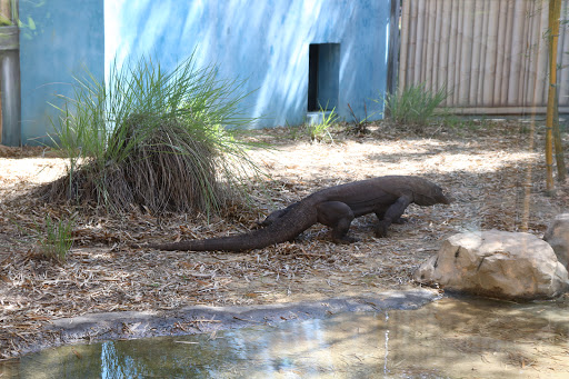 American Football Field «EverBank Field», reviews and photos, 1 Everbank Field Dr, Jacksonville, FL 32202, USA