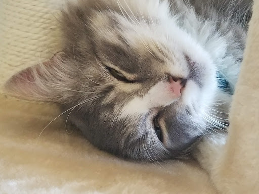 Pet Supply Store «PetSmart», reviews and photos, 1110 NY-112, Port Jefferson Station, NY 11776, USA