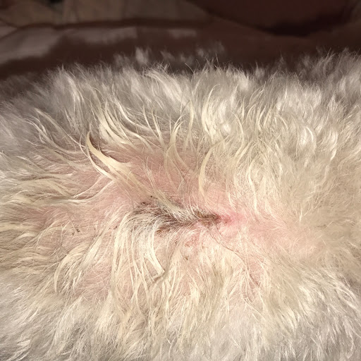 Pet Supply Store «PetSmart», reviews and photos, 3630 Peachtree Pkwy, Suwanee, GA 30024, USA