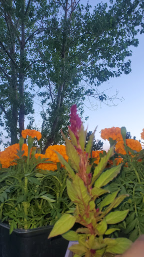 Home Improvement Store «The Home Depot», reviews and photos, 333 W Allen St, Castle Rock, CO 80108, USA