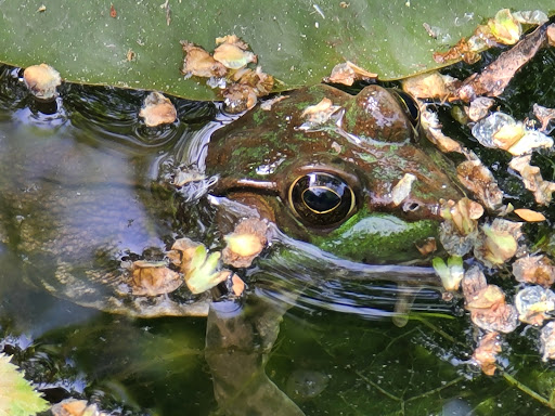 Nature Preserve «Beaver Meadow Audubon Center», reviews and photos, 1610 Welch Rd, Java Center, NY 14082, USA