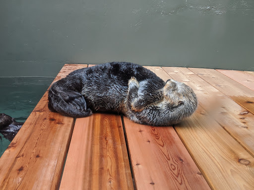 Gift Shop «Seattle Aquarium Gift Store», reviews and photos, 1483 Alaskan Way, Seattle, WA 98101, USA