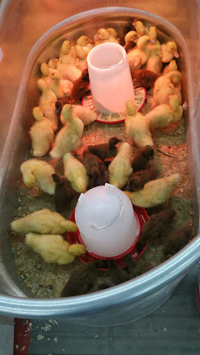 Home Improvement Store «Tractor Supply Co.», reviews and photos, 151 Tower Rd, New Holland, PA 17557, USA