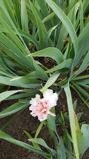 Golf Club «Columbia Golf Club», reviews and photos, 3300 Central Ave NE, Minneapolis, MN 55418, USA