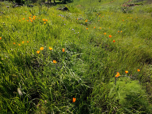 Blue Rock Springs Park image