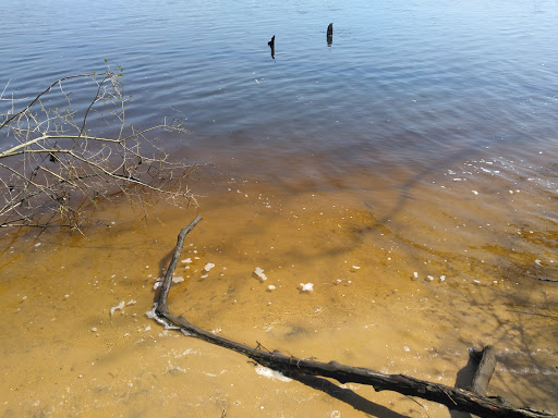 Nature Preserve «Maurice River Bluffs Preserve», reviews and photos, Silver Run Rd, Millville, NJ 08332, USA