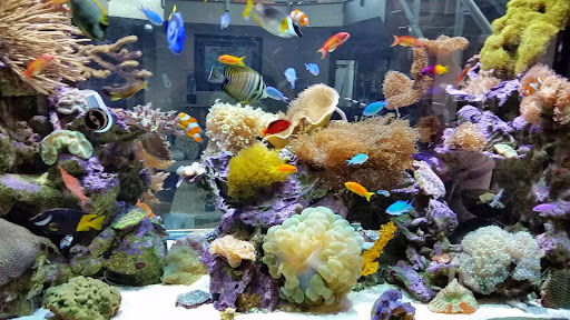 Pet Store «Tanks A Lot Aquariums», reviews and photos, 6680 Lantana Rd, Lake Worth, FL 33467, USA