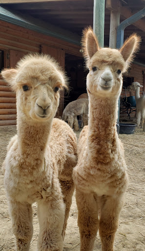 Boutique «Alpacas of the Heartland LLC», reviews and photos, 7016 County Rd 39, Fort Calhoun, NE 68023, USA