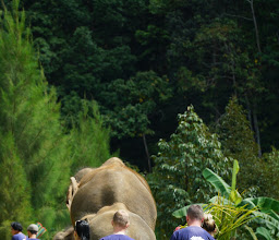 Samui Elephant Spa photo