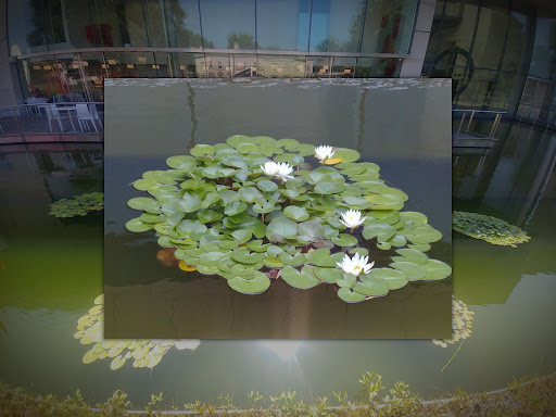 Gift Shop «Virginia Museum of Fine Arts Shop», reviews and photos, 200 N Boulevard, Richmond, VA 23220, USA