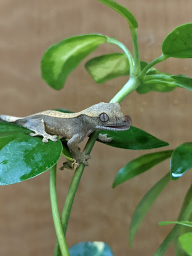 Pet Store «Animal Ark», reviews and photos, 175 S 500 E St, American Fork, UT 84003, USA