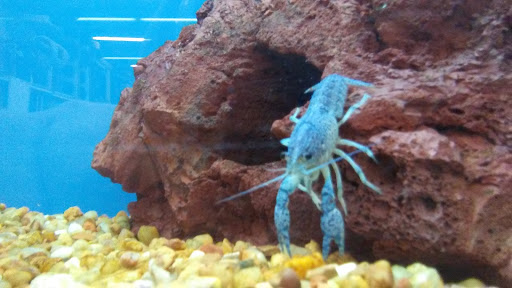 Pet Supply Store «Petco Animal Supplies», reviews and photos, 3459 Valley Plaza Pkwy, Fort Wright, KY 41017, USA