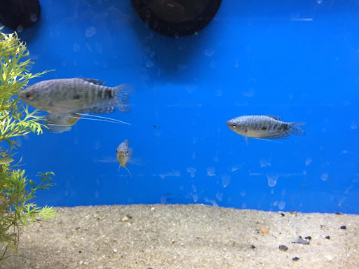 Pet Store «Critter Hut Aquarium & Pets», reviews and photos, 6637 Post Rd, North Kingstown, RI 02852, USA