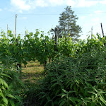 Photo n°4 de l'avis de Diana.a fait le 12/06/2017 à 10:06 sur le  Azienda Agraria Podere San Quirico Societa' Agricola à Castelnuovo Berardenga