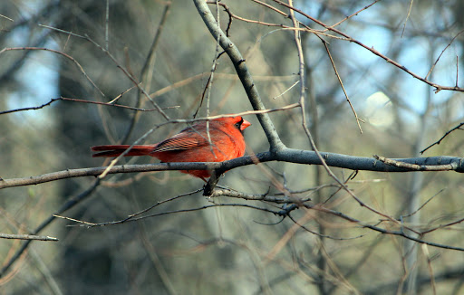 Garden «Conservatory Garden», reviews and photos, 402 5th Ave, New York, NY 10029, USA
