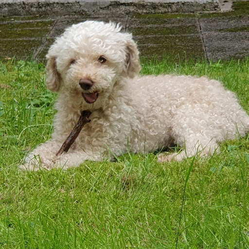 Schubert Walter Dr. med. Vet. practicing veterinarian unter Frankfurt, 
