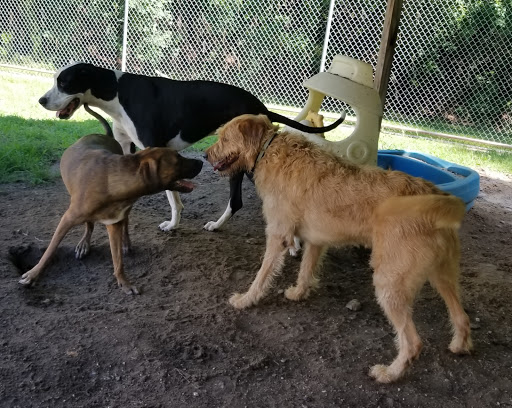 Shady Pines Kennels