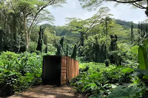 Mānoa Falls Trail image