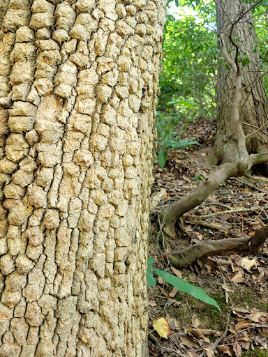 Tourist Attraction «North Anna Battlefield Park», reviews and photos, 11576 Verdon Rd, Doswell, VA 23047, USA