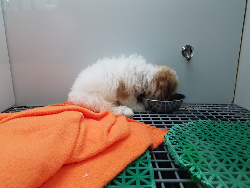 Pet Store «Petland», reviews and photos, 920 Hebron Rd, Heath, OH 43056, USA