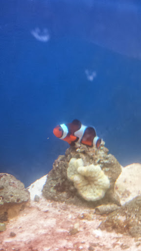 Pet Store «Animal Ark», reviews and photos, 2730 Brookdale Dr, Kingwood, TX 77339, USA