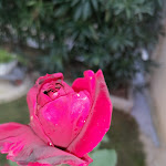 Photo n° 1 de l'avis de Moi.o fait le 29/10/2022 à 19:30 pour Istanbul Kebab à Le Pouzin